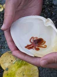 Maybe you would like to learn more about one of these? Photographic Print Baby Giant Pacific Octopus Enteroctopus Dofleini Being Held In Clam Shell Denman Island By Da Baby Octopus Ocean Creatures Sea Creatures