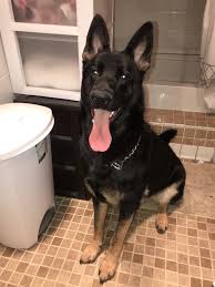 Read about height, weight, temperament, good with children, activity level, grooming tips and training requirements. German Shepherd Puppies For Sale Prince George S County Md 308876