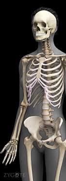 Learn and master human anatomy on kenhub. Zygote Human 3d Female Skeleton Medically Accurate Body
