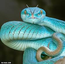 Blue Pit Viper Pet Snake Nature Animals Beautiful Snakes
