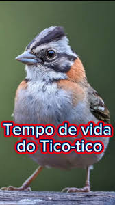 Image result for Zonotriche