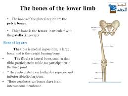 The skeleton serves as a support or framework of the human body. Anatomy Of Lower Limb Lecture 1 Ppt Video Online Download