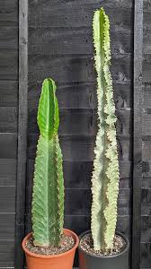 Image result for Euphorbia