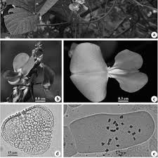 Image result for Dolichos junodii