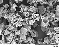 Diatomaceous earth is composed of minute sea organisms known as diatoms. Diatomaceous Earth Wikipedia