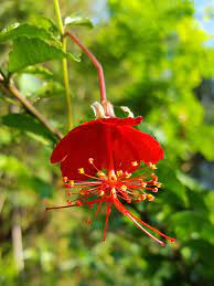 Annual or perennial, herbaceous plant, also semishrub or shrub as well as trees. Chinese Lantern Hibiscus Hibiscus Grandidieri Urban Tropicals