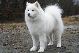 White Fluffy Dog Breeds Entertaining Pet White Fluffy Dog Fluffy Dog Breeds Fluffy Dogs