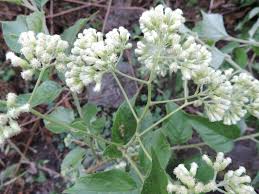 Image result for Microglossa densiflora