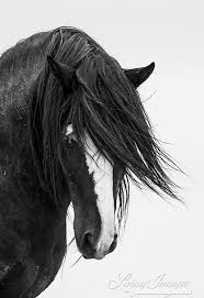 Beautiful Black And White Horse Photography Wild Horse Photography Washakie S Portrait Wild Horse Wall Art Black And White Equine Print Washakie Mccullough Peaks Horse Home Decor Chevaux Sauvages Jolis Chevaux Animaux Beaux