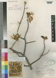 Image result for Anisotes