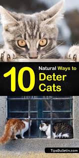 So what can be done to stop cats from fouling your garden? 10 Natural Ways To Deter Cats And Keep Them Away