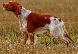 Pin On French Brittany Dog
