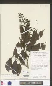 Image result for Dolichos subcapitatus