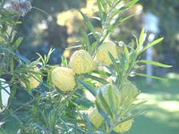 Image result for Gomphocarpus glaucophyllus