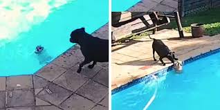 Open adopt me and join a game. How To Make A Pool In Adopt Me Roblox