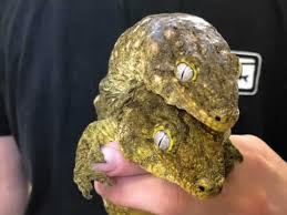 Leachianus feeds on insects and fruit. New Caledonian Giant Gecko Housing Enclosure Requirements Reptile Centre