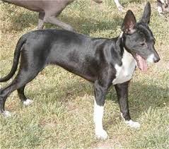 Maybe you would like to learn more about one of these? Xoloitzcuintli Dog Breed Information And Pictures
