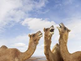 What sound does a camel make? Animal Sounds In Spanish