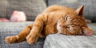 A pet that is left in a poorly ventilated area, unable to avoid direct sunlight, or without access to water, such as in a car or shed can quickly succumb to heatstroke. Heat Exhaustion In Cats Is Your Cat Overheating