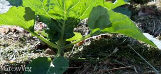 The fungus will eat and break down the herbicide making it less toxic to use on your garden. Using Grass Clippings As Vegetable Garden Mulch