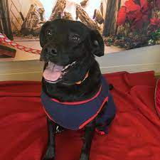 Clarksville, tn 37042 united states. Family Pet Hospital Clarksville Tn