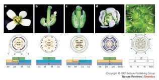 Lee flowers have worked together in various capacities. Molecular Mechanisms Of Flower Development An Armchair Guide Nature Reviews Genetics