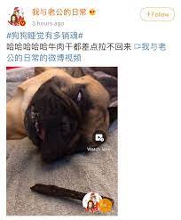 狗狗睡覺有多銷魂in 2020 dogs animals
