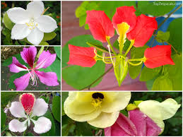 Image result for Bauhinia macrantha