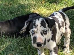 Many people mistake a growing juvenile harlequin dane as a dalmatian. Great Dane Puppies For Sale North Street Paul Avenue Mn 306674