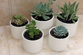 What can i do with a pvc pipe planter? Pvc Pipe Projects C R A F T
