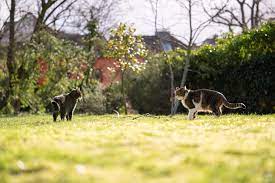 Nach zwei aktuellen urteilen müssen nachbarn den katzenbesuch trotzdem dulden. Nachbarrecht Was Tierhalter Beachten Sollten Hausinfo