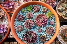 Succulents puzzle in flowers jigsaw puzzles on thejigsawpuzzles.com. Succulent Garden 1000 Piece Jigsaw Puzzle 28 X 20 Moxie Puzzles Buy Online In Guernsey At Guernsey Desertcart Com Productid 95488575