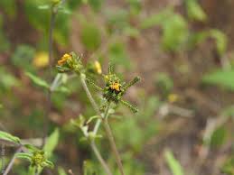 Image result for Sigesbeckia