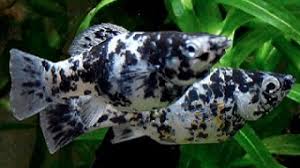 Ikan arwana (sclerophages formous) memiliki banyak nama, seperti ikan naga, ikan payang, siluk, silok, kalikasa, kalasa dan khayangan. 4 Cara Budidaya Ikan Black Molly Bagi Pemula Ilmubudidaya Com