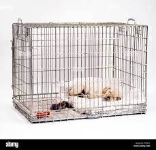 Should You Put Blankets In A Dog Crate Shop Www Spora Ws