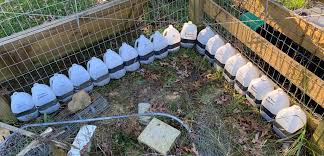 Image result for Trichilia quadrivalvis