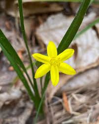 Image result for Hypoxis monanthos