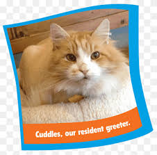 Maybe you would like to learn more about one of these? Whiskers Ragamuffin Cat Norwegian Forest Cat Domestic Short Haired Cat Siberian Cat Greeter Cat Like Mammal Fauna Snout Png Pngwing