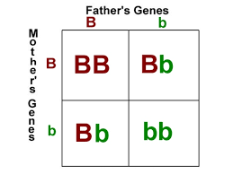 Each box in a punnett square represents a possible fertilization event, or offspring genotype, arising from two although punnett squares are useful in many contexts, they cannot accurately depict complex genetic inheritance. Biology Unit 5 Genetics Punnett Square Notes