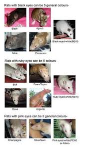 rat facts elliem rattery