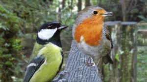 Sound Of Birds Chirping In The Morning Mp3 Free Download Bird Sounds Birds Chirping Sounds For Cats To Watch And Listen To Youtube