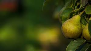 Fruit trees in new england pear trees and apple trees are the most common planted fruit trees in new england. The Best Low Maintenance Fruit Trees Arbor Day Blog