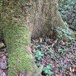 Image result for Khaya grandifoliola