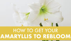 Amaryllis is a showy tropical bulb flower that is easily forced to bloom indoors for holiday enjoyment. A Guide To Growing Amaryllis Indoors Julia Dimakos