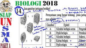 Maybe you would like to learn more about one of these? Prediksi Un Biologi Sma 2018 Paket A Pembahasan No 14 Jaringan Pada Hewan Youtube