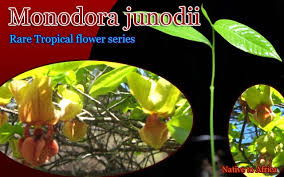 Image result for Monodora junodii