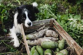Reliable raw dog food brands follow a proper process to ensure that the food is free of bacteria and containments. The Best Raw Dog Food Brands And Why They Are Worth Buying Funny Dogs
