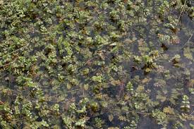 Image result for Berula erecta