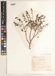 Image result for Dalbergia bracteolata