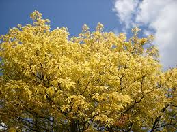 Image result for Aeollanthus neglectus